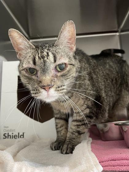 Enlarge Hallie, a Adoptable mixed breed in Madison, WI image 2/3