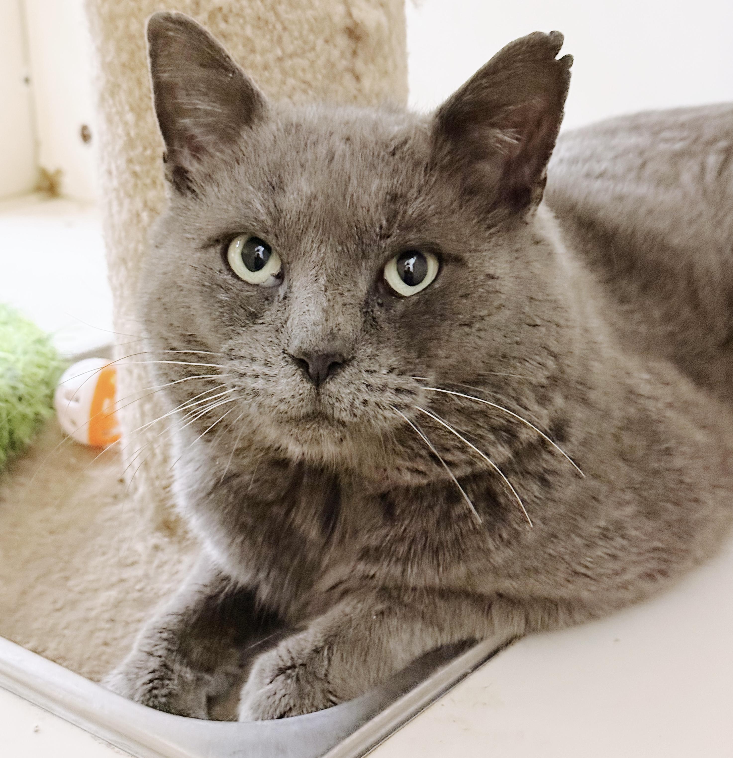 Enlarge Papa *bonded with Bluey*, an adopted Russian Blue in Philadelphia, PA image 6/6
