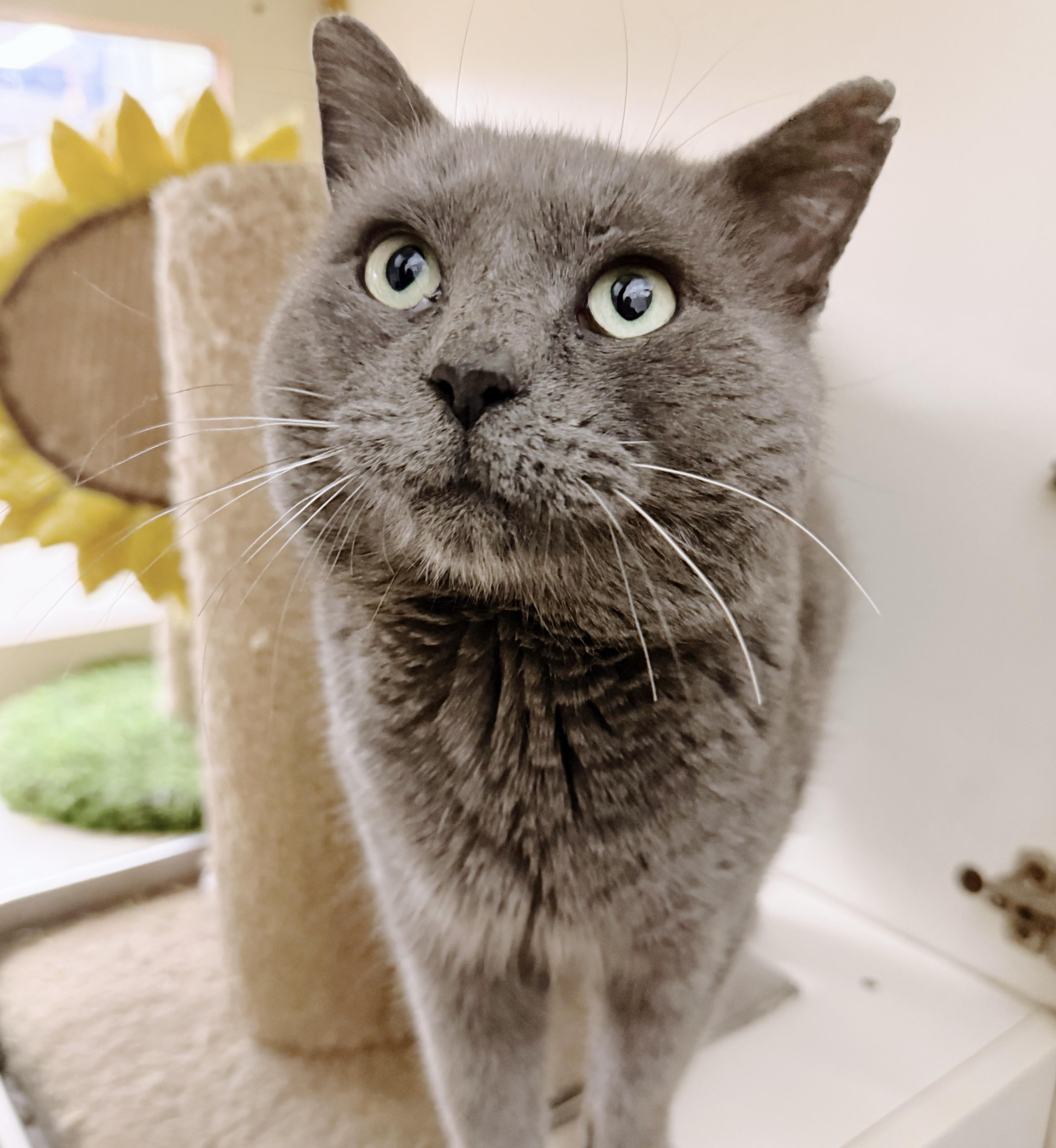 Papa *bonded with Bluey*, adopted, Young Male Russian Blue.