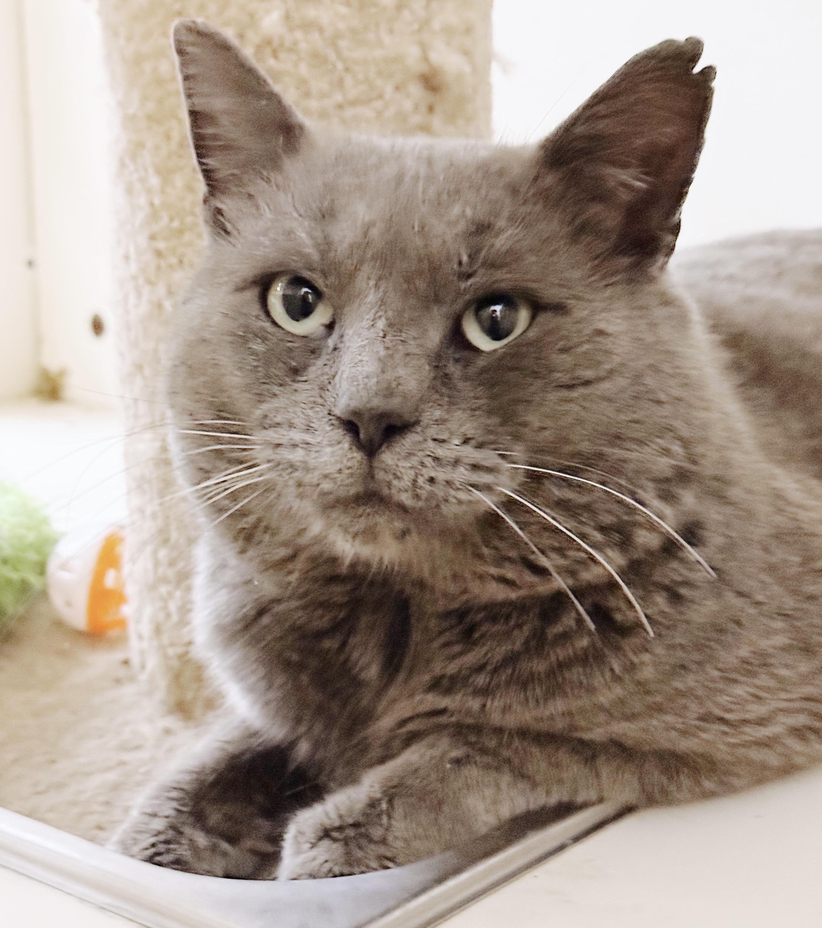 Enlarge Papa *bonded with Bluey*, an adopted Russian Blue in Philadelphia, PA image 2/6