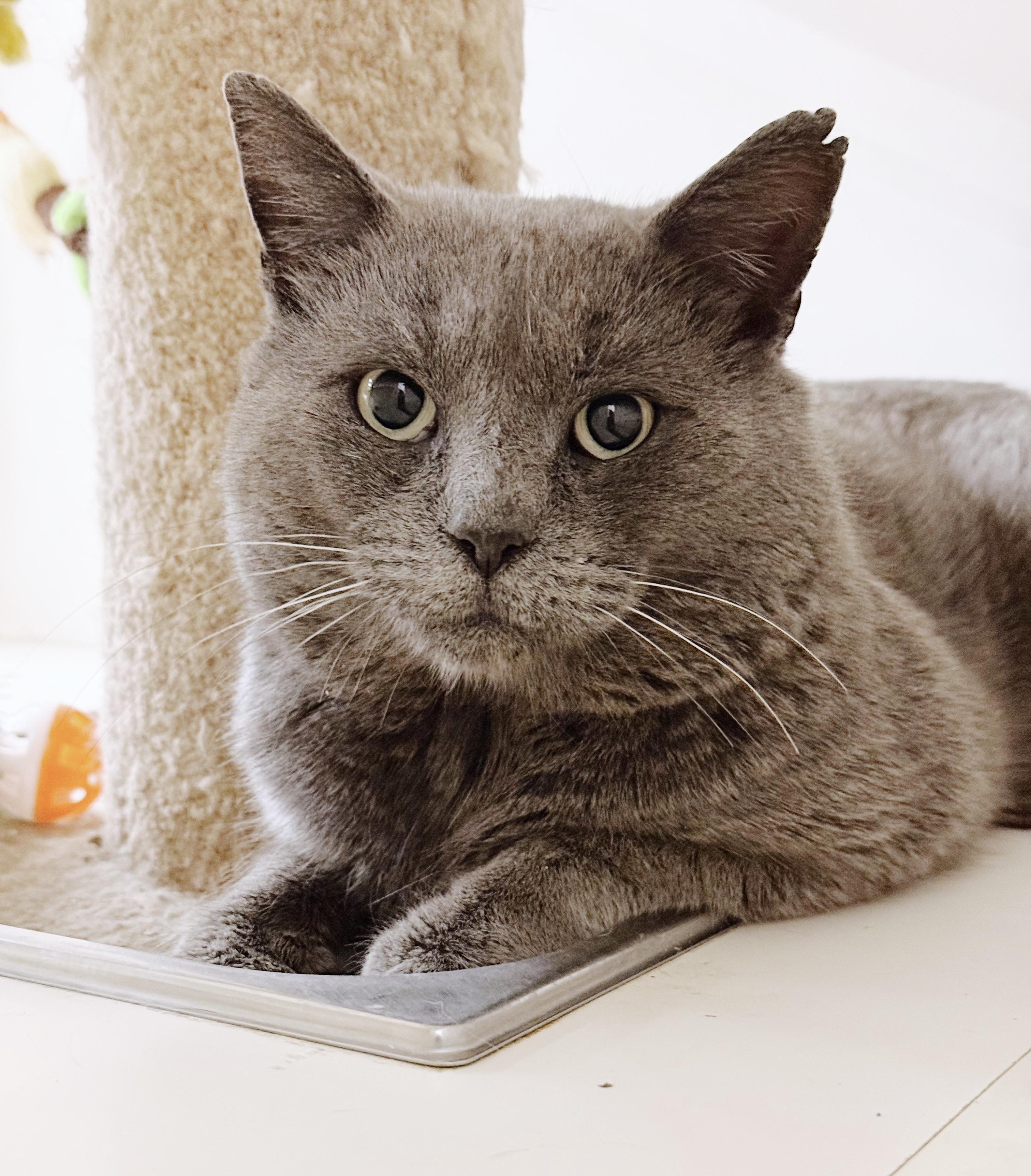 Enlarge Papa *bonded with Bluey*, an adopted Russian Blue in Philadelphia, PA image 4/6