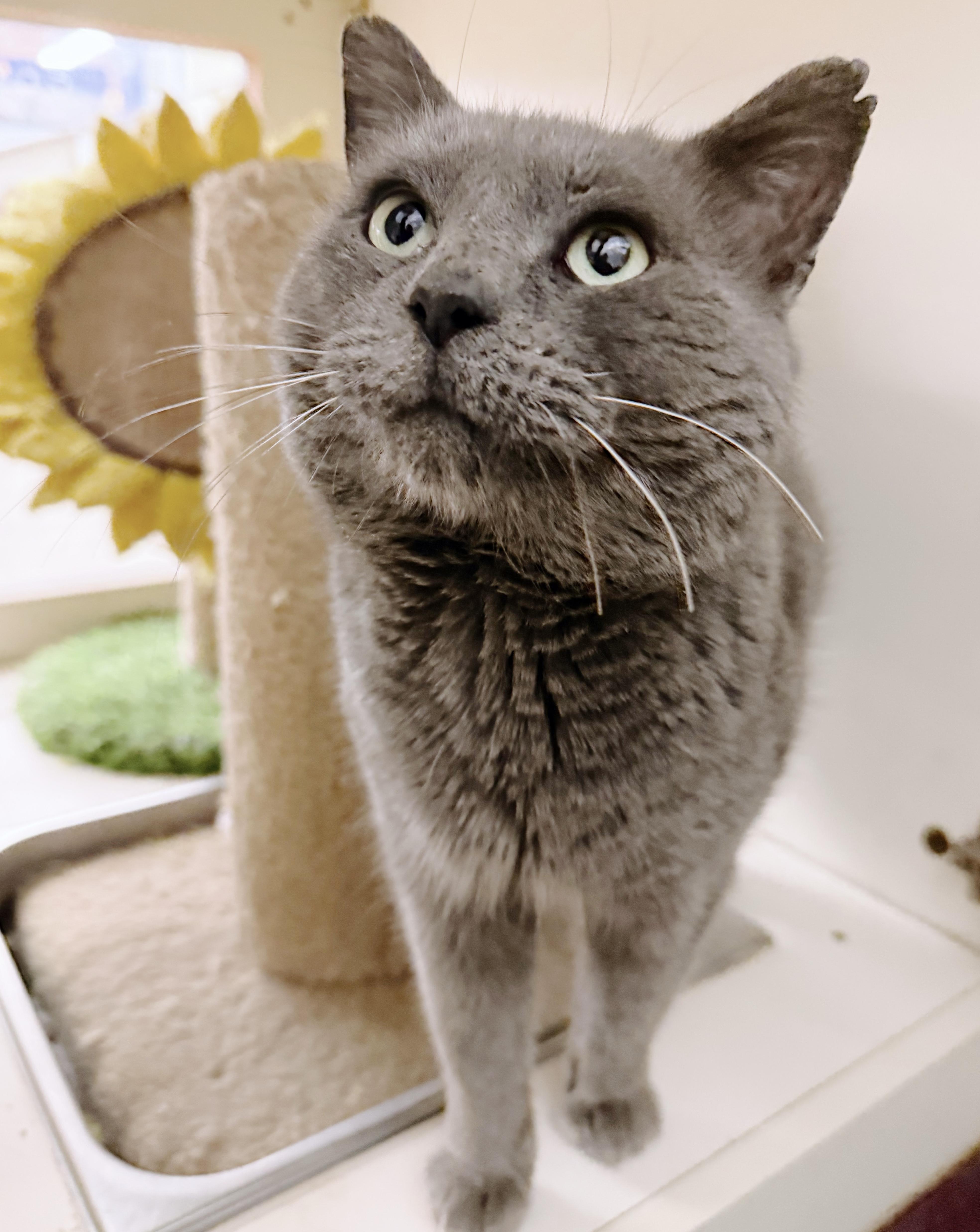 Enlarge Papa *bonded with Bluey*, an adopted Russian Blue in Philadelphia, PA image 3/6