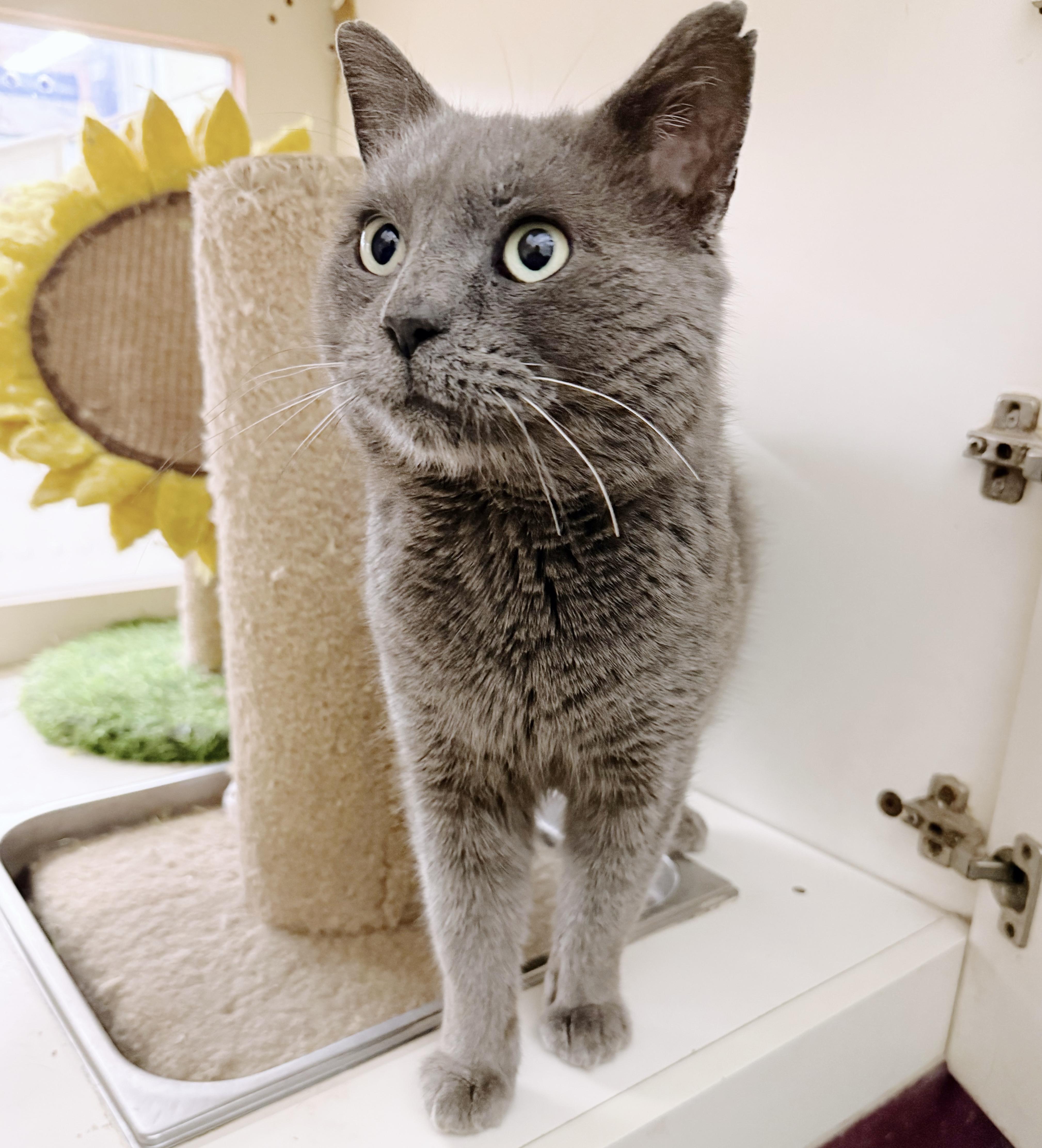Enlarge Papa *bonded with Bluey*, an adopted Russian Blue in Philadelphia, PA image 5/6