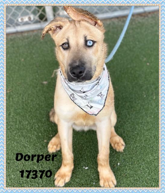 DORPER, adopted, Puppy Male German Shepherd Dog.
