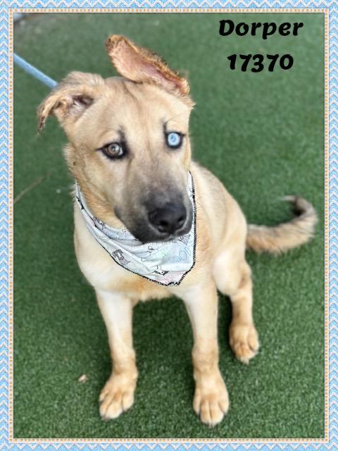 Enlarge DORPER, an adopted mixed breed in Marietta, GA image 5/6