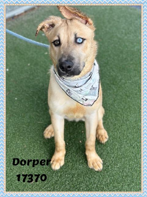 Enlarge DORPER, an adopted mixed breed in Marietta, GA image 4/6