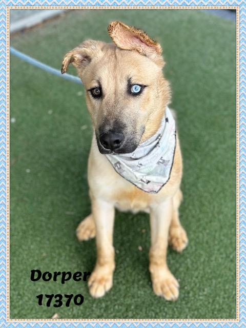 Enlarge DORPER, an adopted mixed breed in Marietta, GA image 3/6