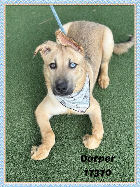 Enlarge DORPER, an adopted mixed breed in Marietta, GA image 6/6