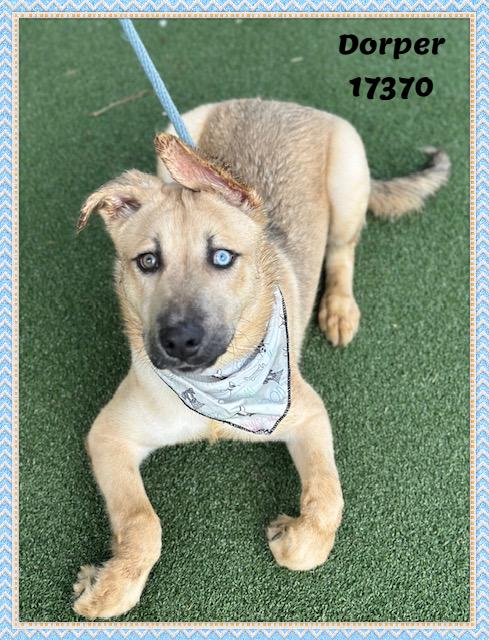 Enlarge DORPER, an adopted mixed breed in Marietta, GA image 2/6