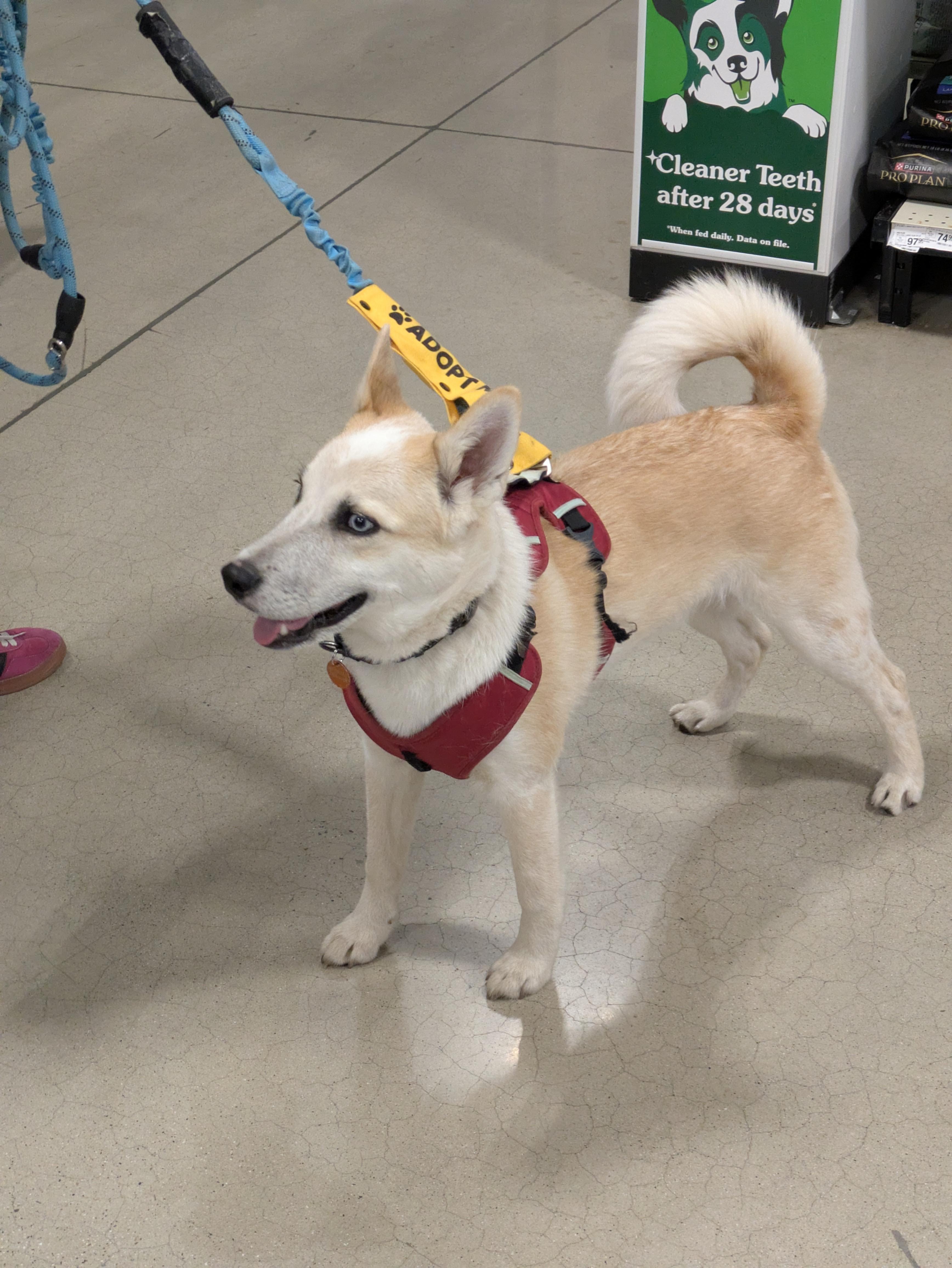 Bowie, Adoptable, Puppy Male Husky & Siberian Husky.