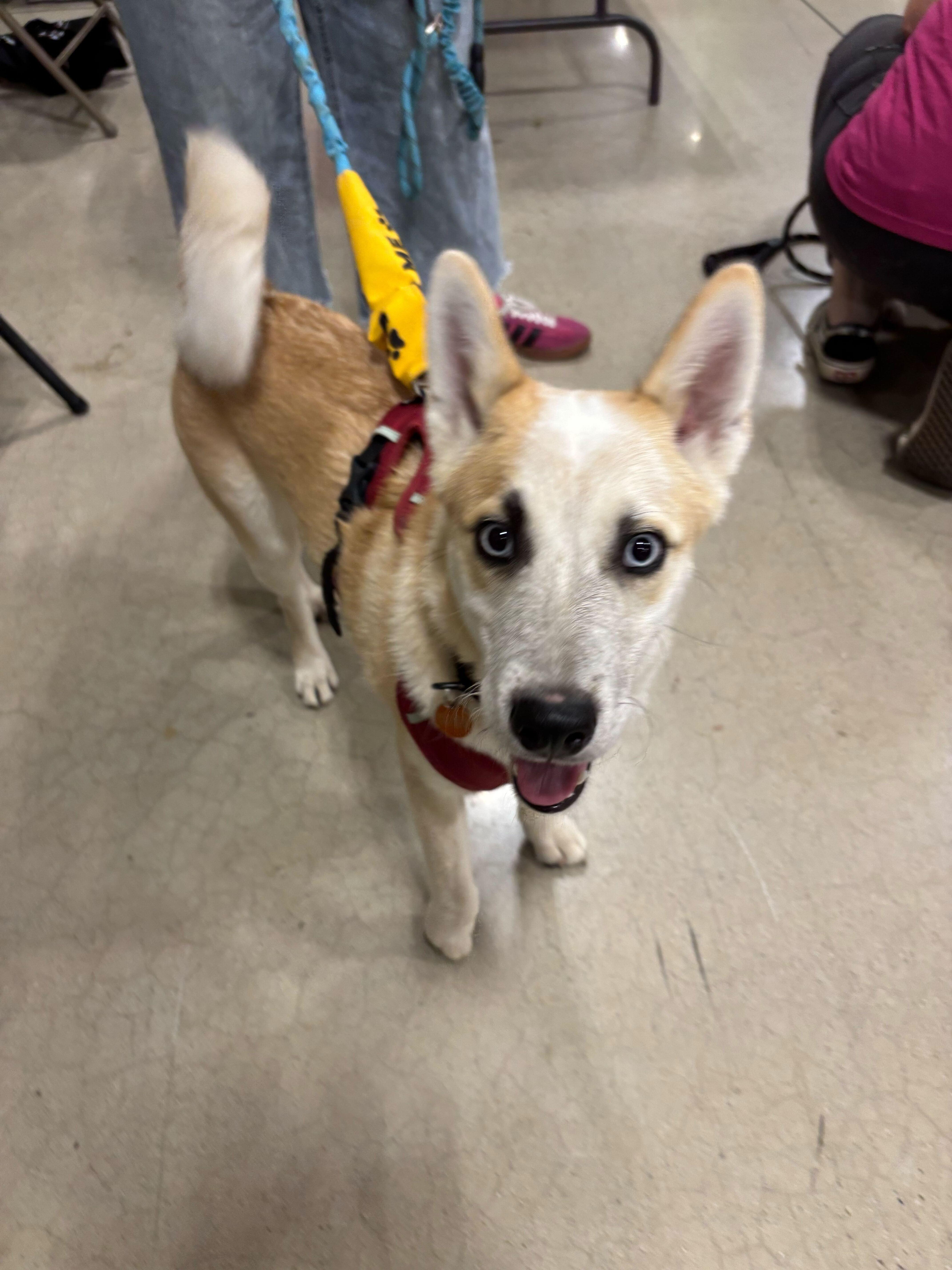 Enlarge Bowie, a Adoptable mixed breed in Cottonwood Heights, UT image 2/6