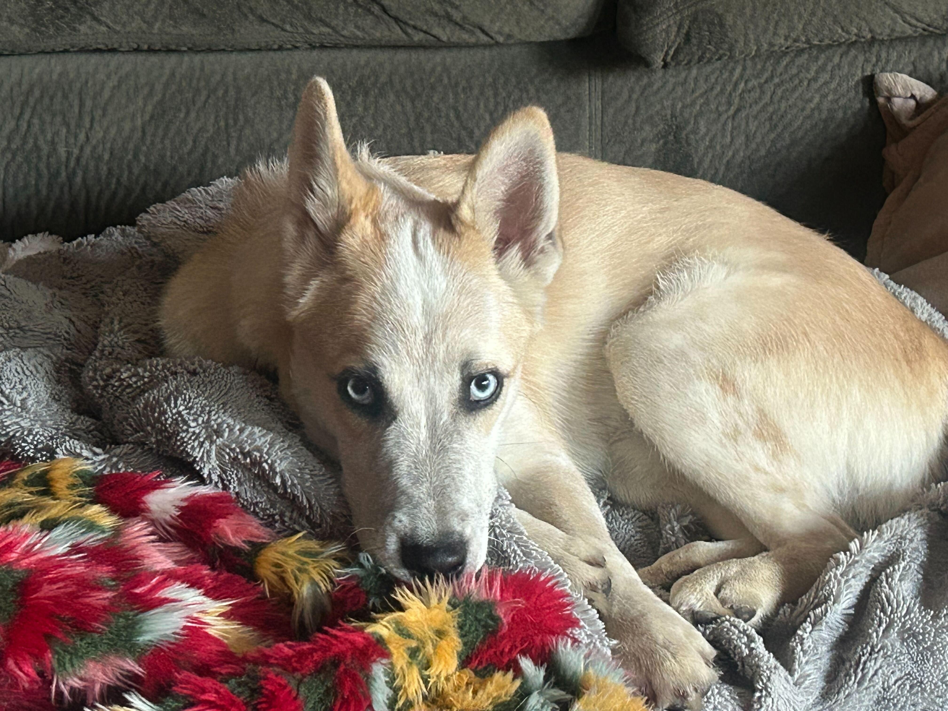 Enlarge Bowie, a Adoptable mixed breed in Cottonwood Heights, UT image 3/6