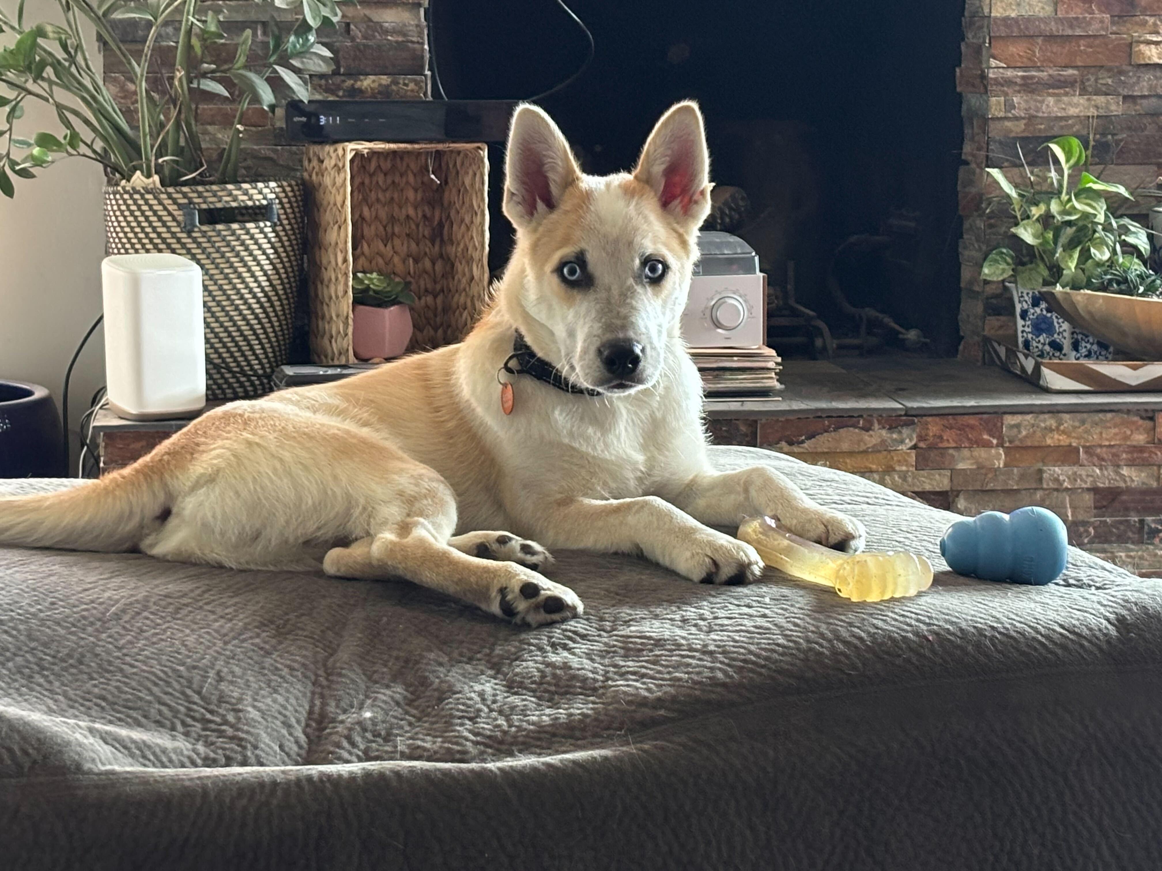 Enlarge Bowie, a Adoptable mixed breed in Cottonwood Heights, UT image 5/6