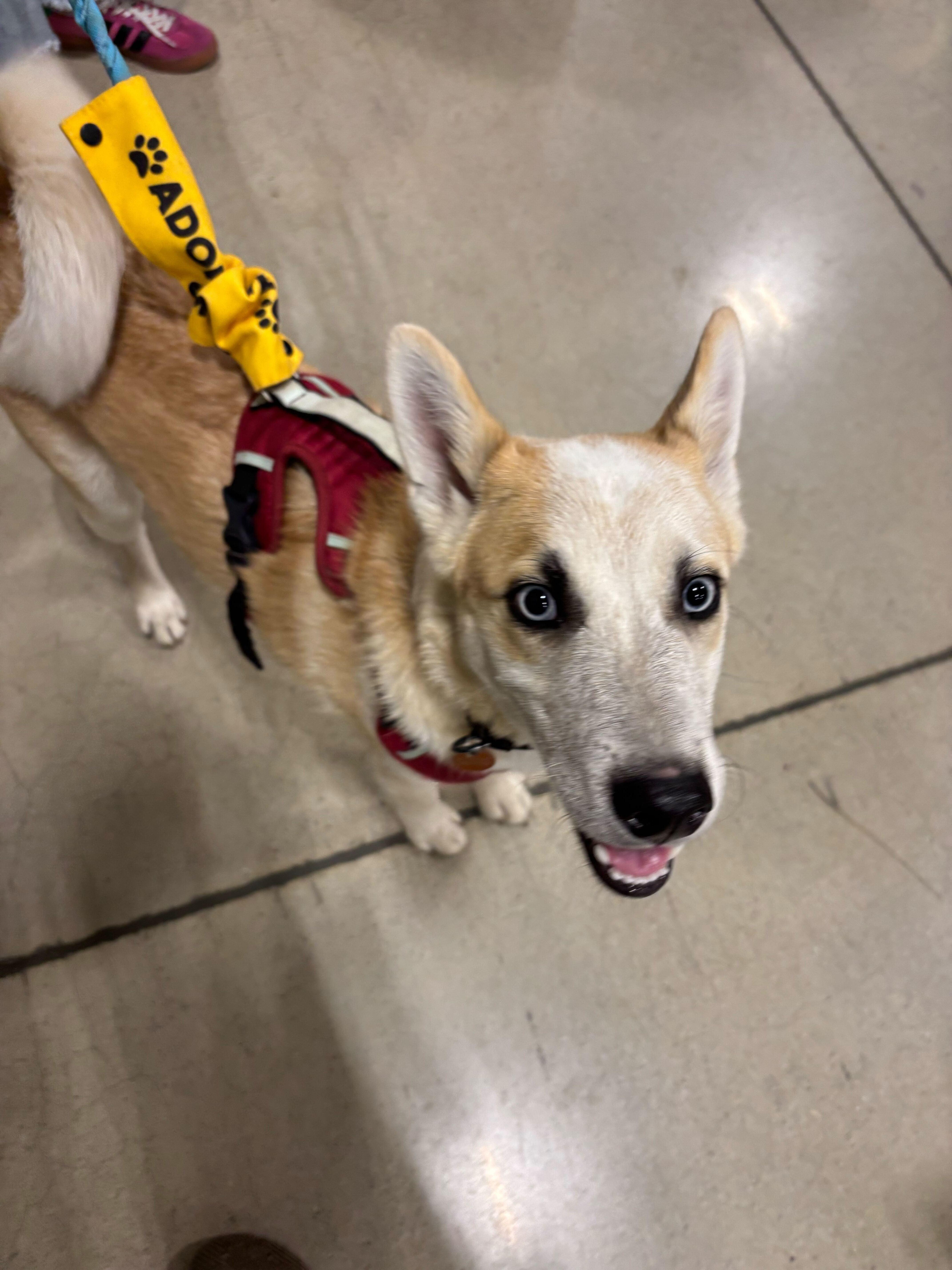 Enlarge Bowie, a Adoptable mixed breed in Cottonwood Heights, UT image 6/6