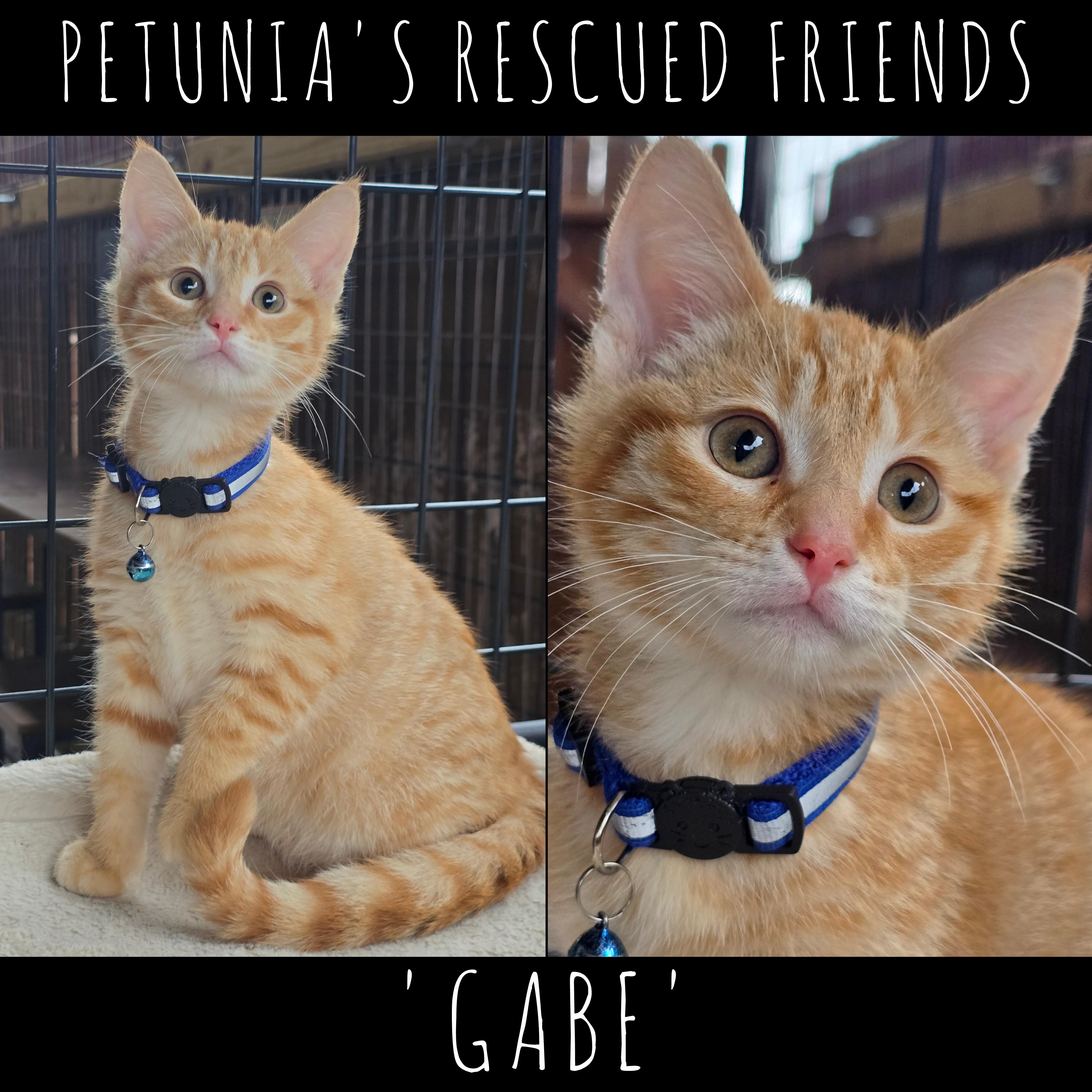 Gabe, Adoptable, Kitten Male Tabby.