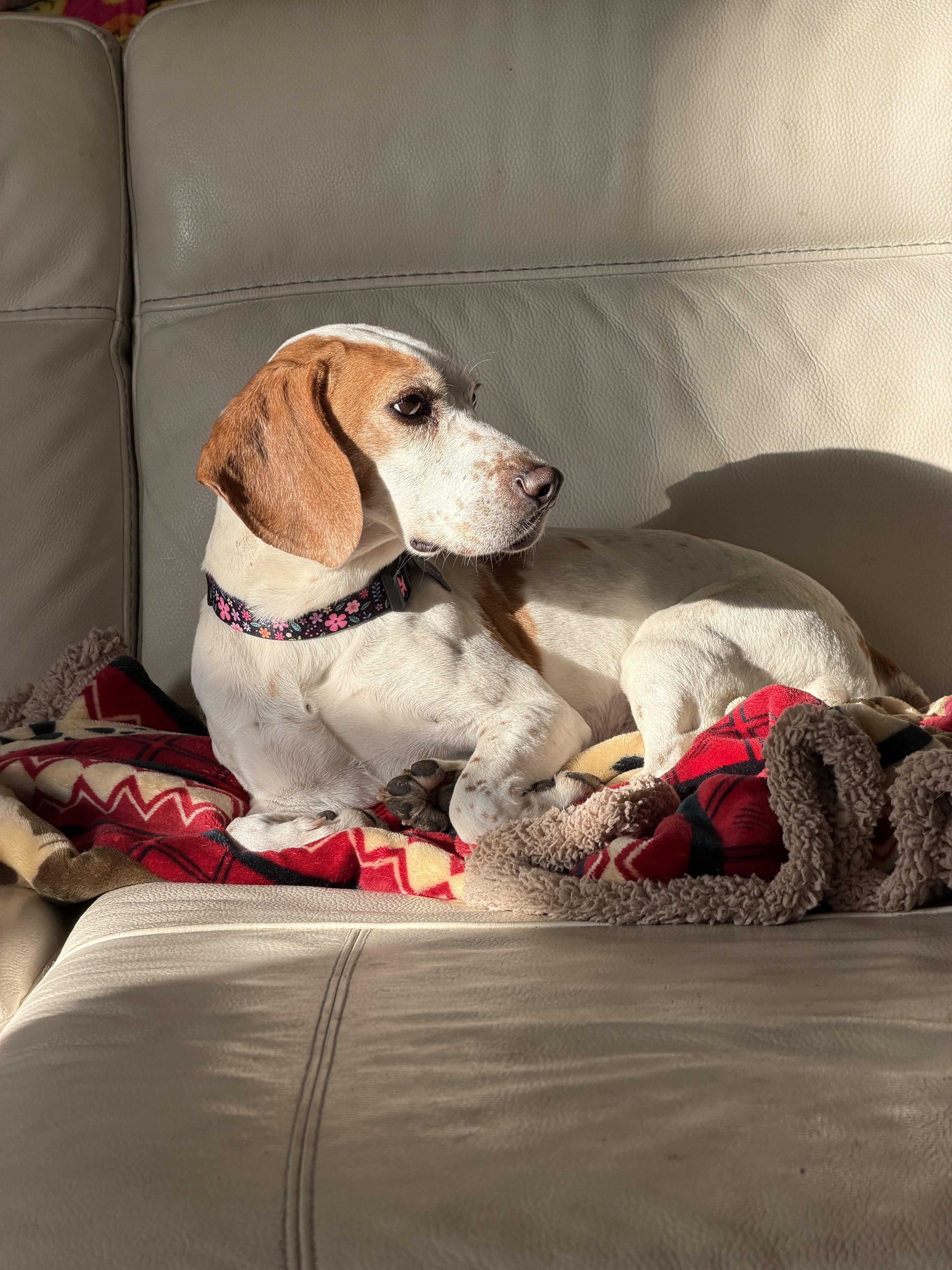 Enlarge Shirley, a ADOPTABLE Beagle in Anaheim, CA image 2/2