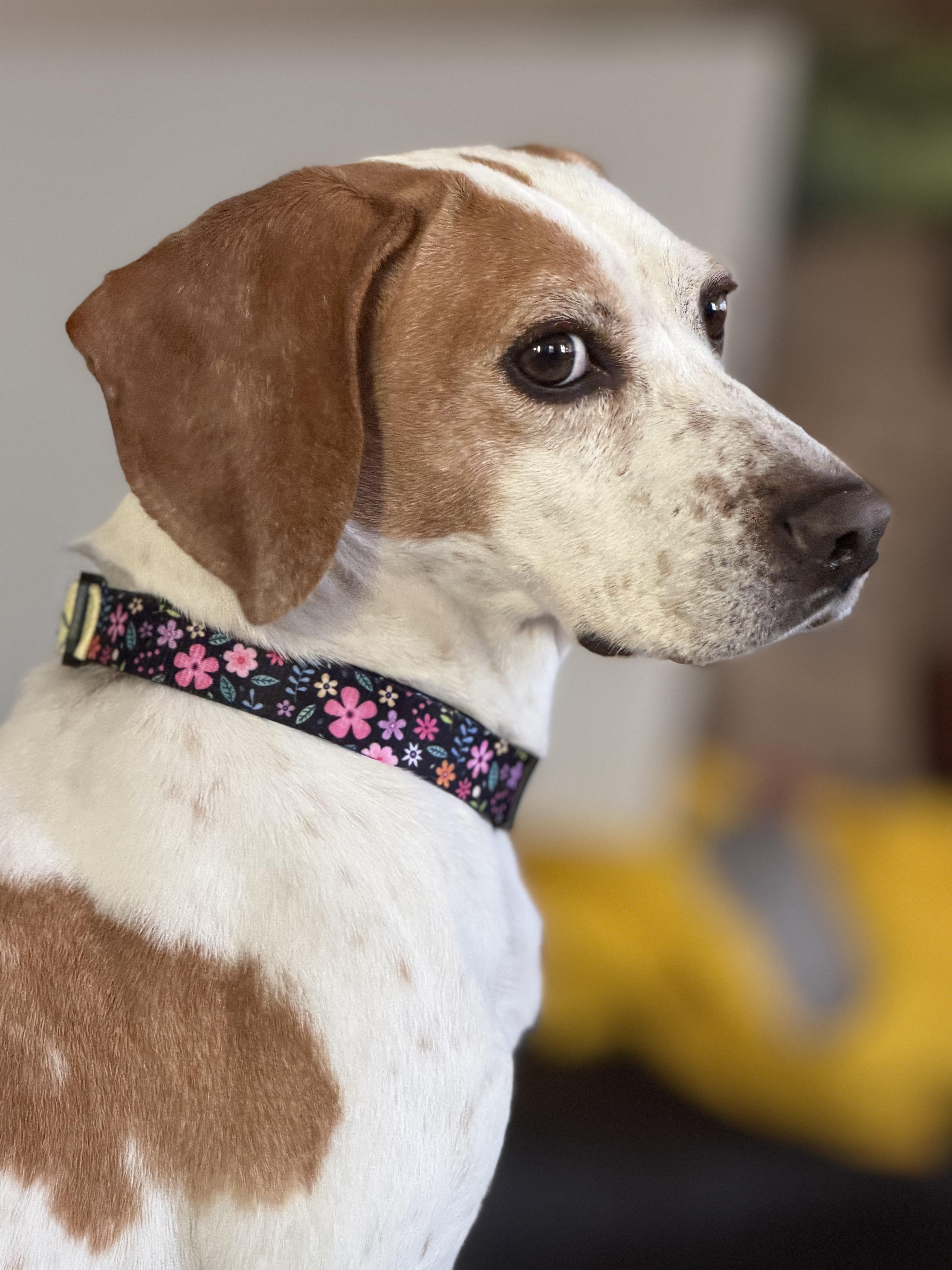 Shirley, ADOPTABLE, Adult Female Beagle.