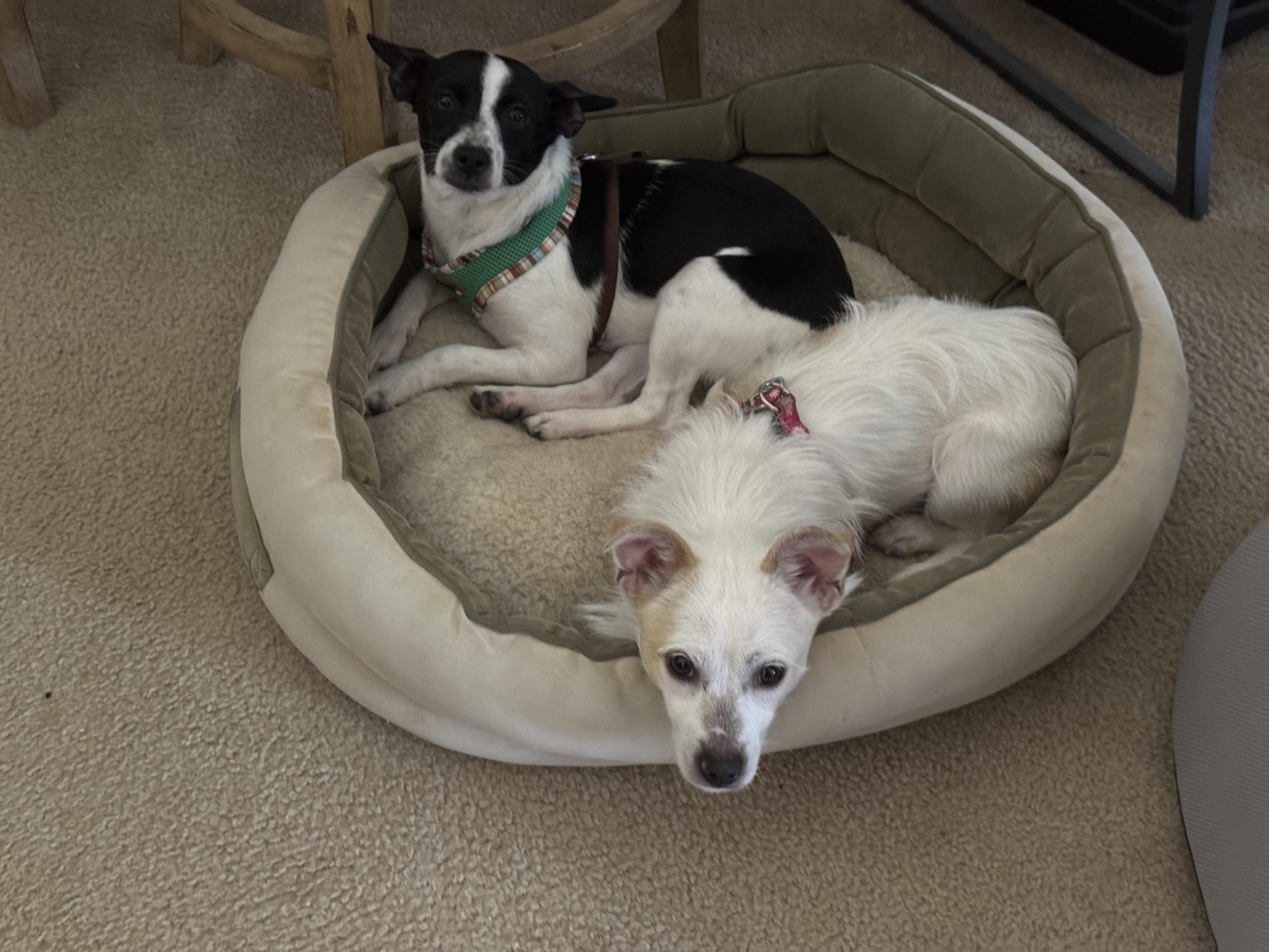 Enlarge Gracie, a ADOPTABLE Jack Russell Terrier in Marietta, GA image 3/3