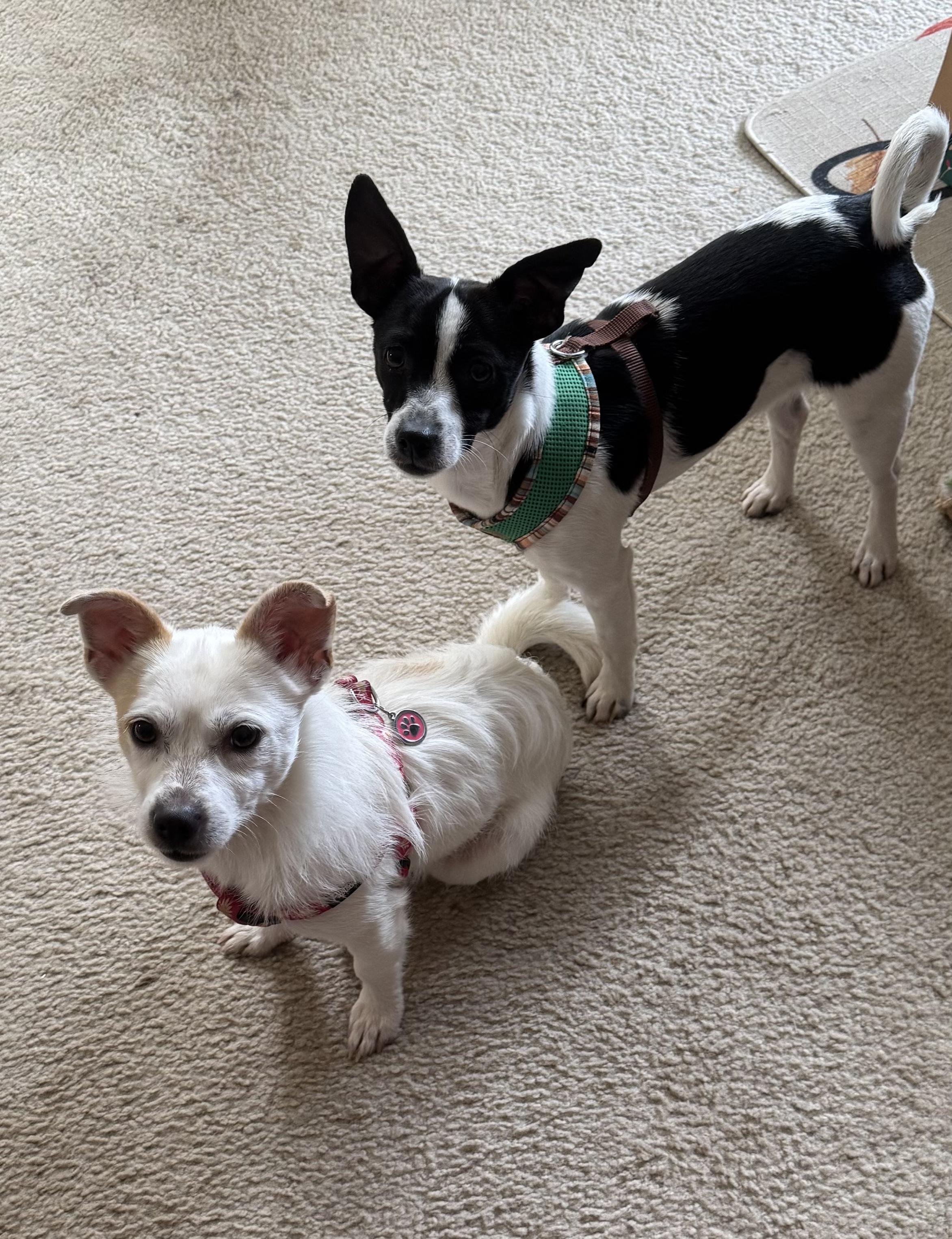 Enlarge Gracie, a ADOPTABLE Jack Russell Terrier in Marietta, GA image 2/3