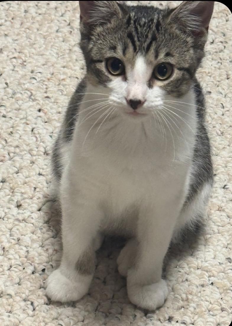 Charlotte, Adoptable, Young Female Domestic Short Hair.