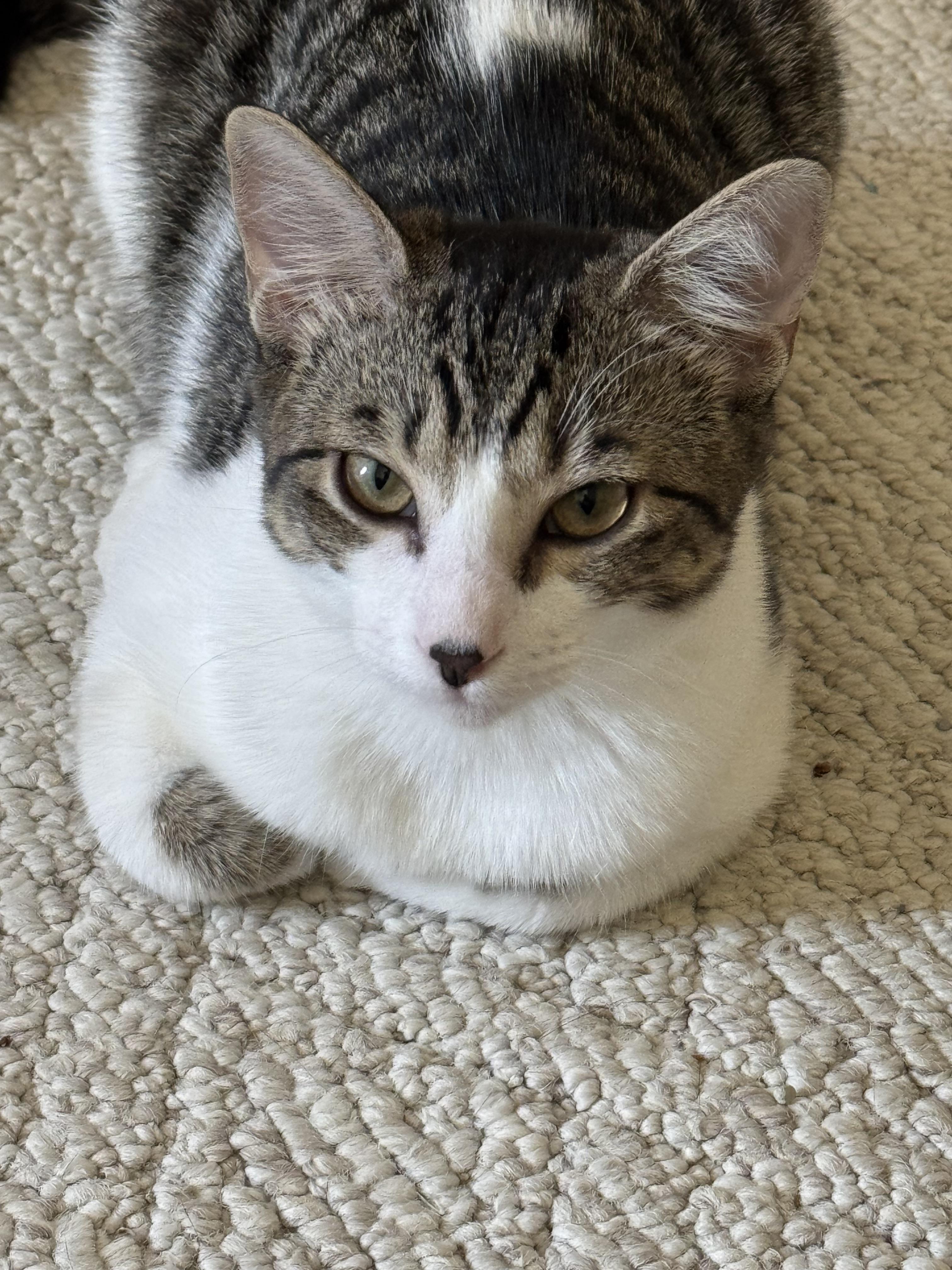 Enlarge Charlotte, a Adoptable Domestic Short Hair in Randolph, AL image 2/2