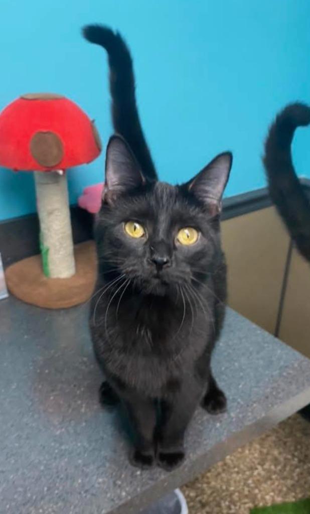 Patriot, Adoptable, Young Male Domestic Short Hair.