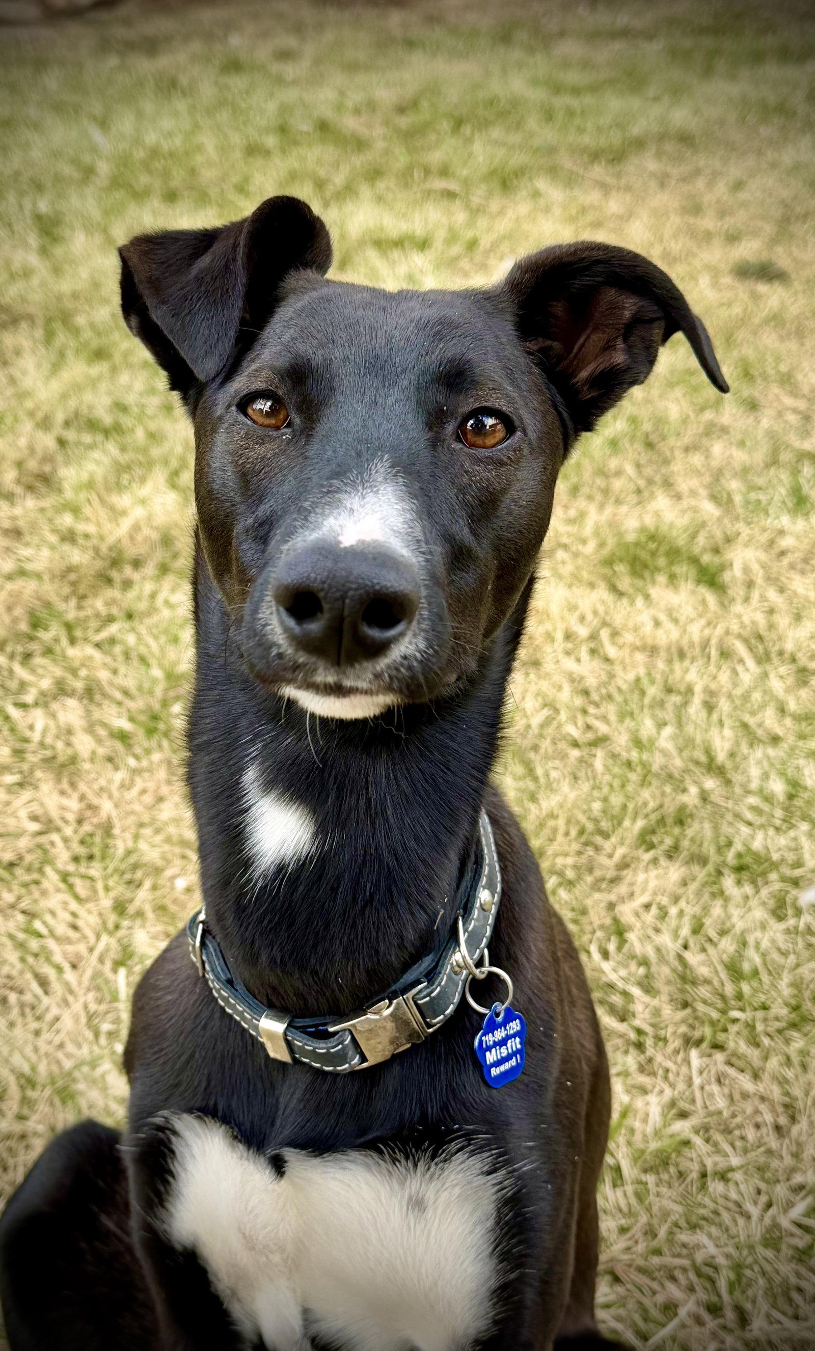 Marshall, Adoptable, Young Male Whippet.