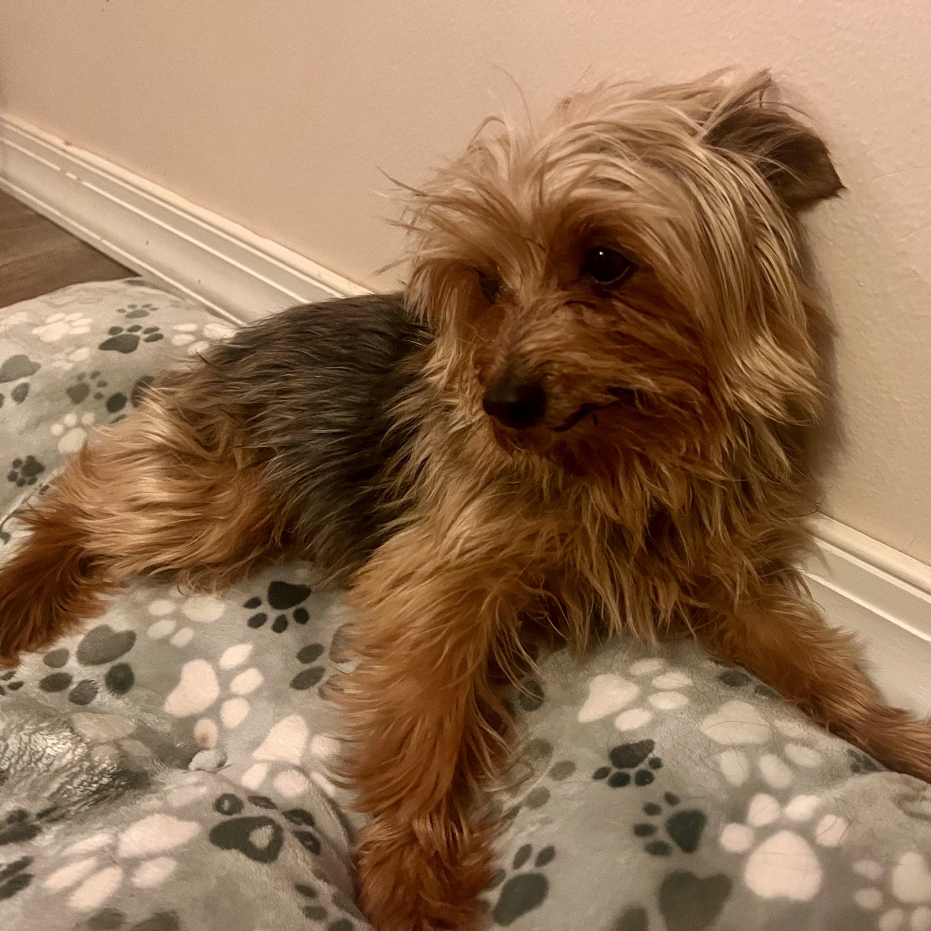 Enlarge CHAMP, an adopted Yorkshire Terrier in Schnecksville, PA image 2/2