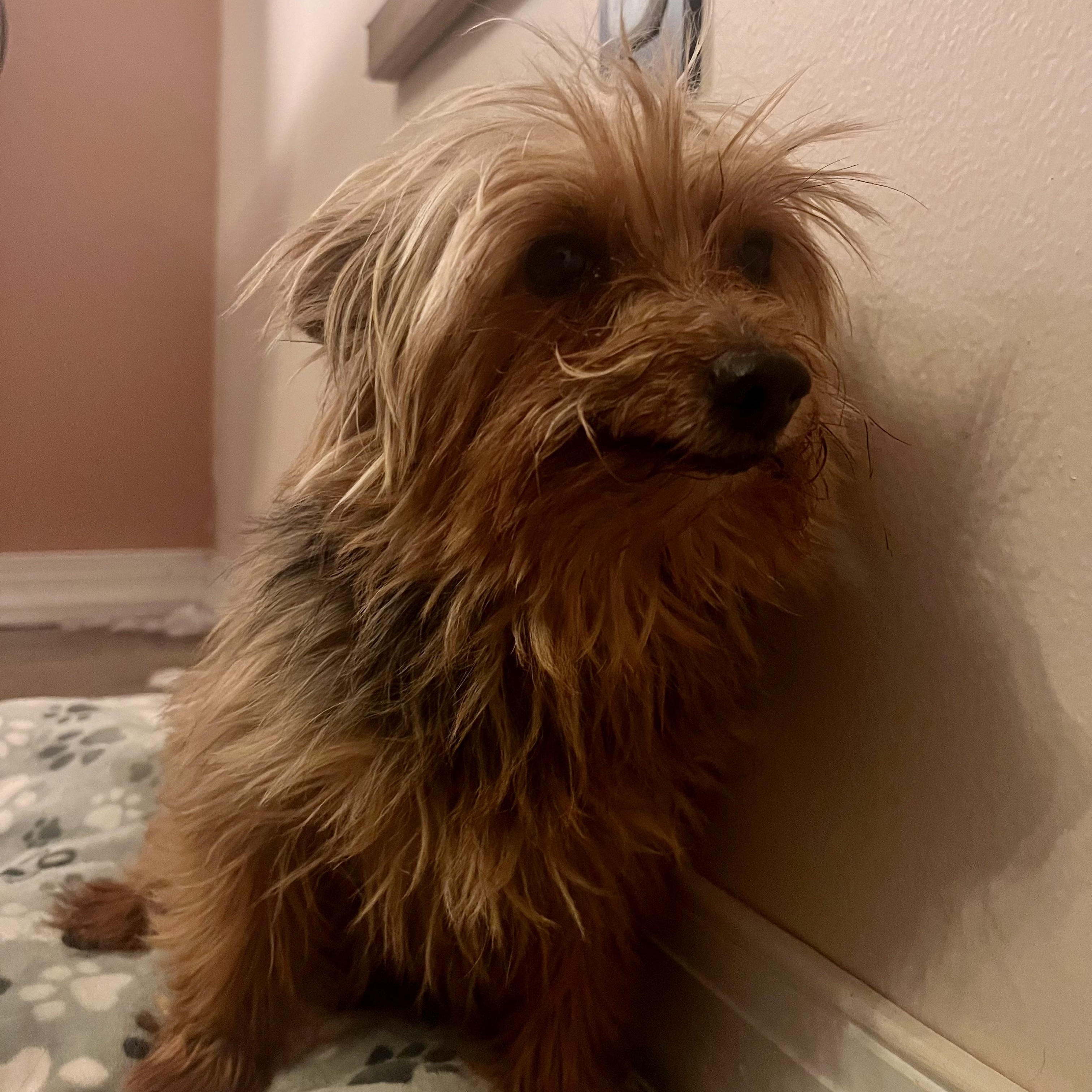 CHAMP, adopted, Senior Male Yorkshire Terrier.