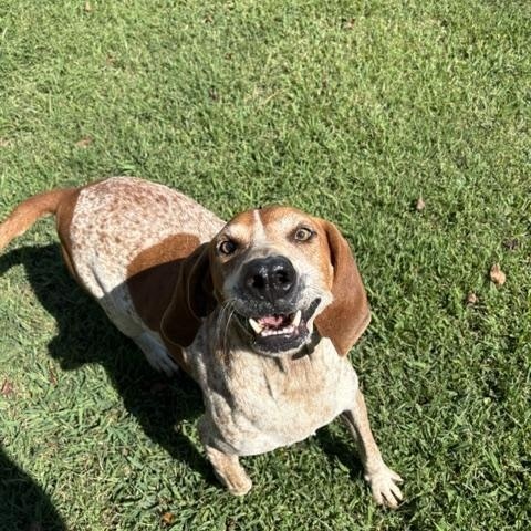 Enlarge Big Buford, a Adoptable mixed breed in Dinwiddie, VA image 3/3