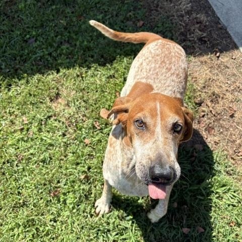 Enlarge Big Buford, a Adoptable mixed breed in Dinwiddie, VA image 2/3