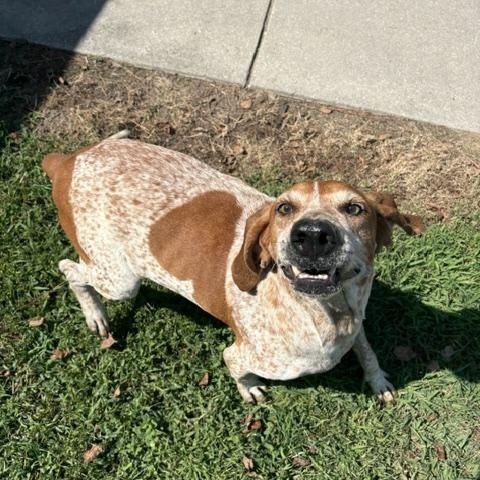 Enlarge Big Buford, a Adoptable mixed breed in Dinwiddie, VA image 1/3