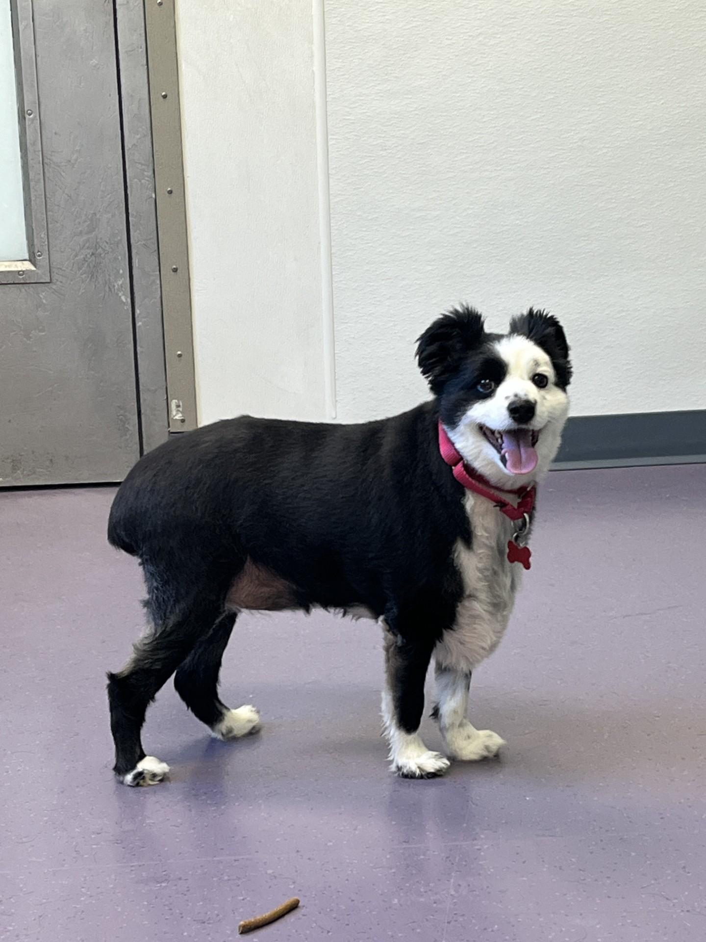 Brutus, Adoptable, Senior Male Australian Shepherd.