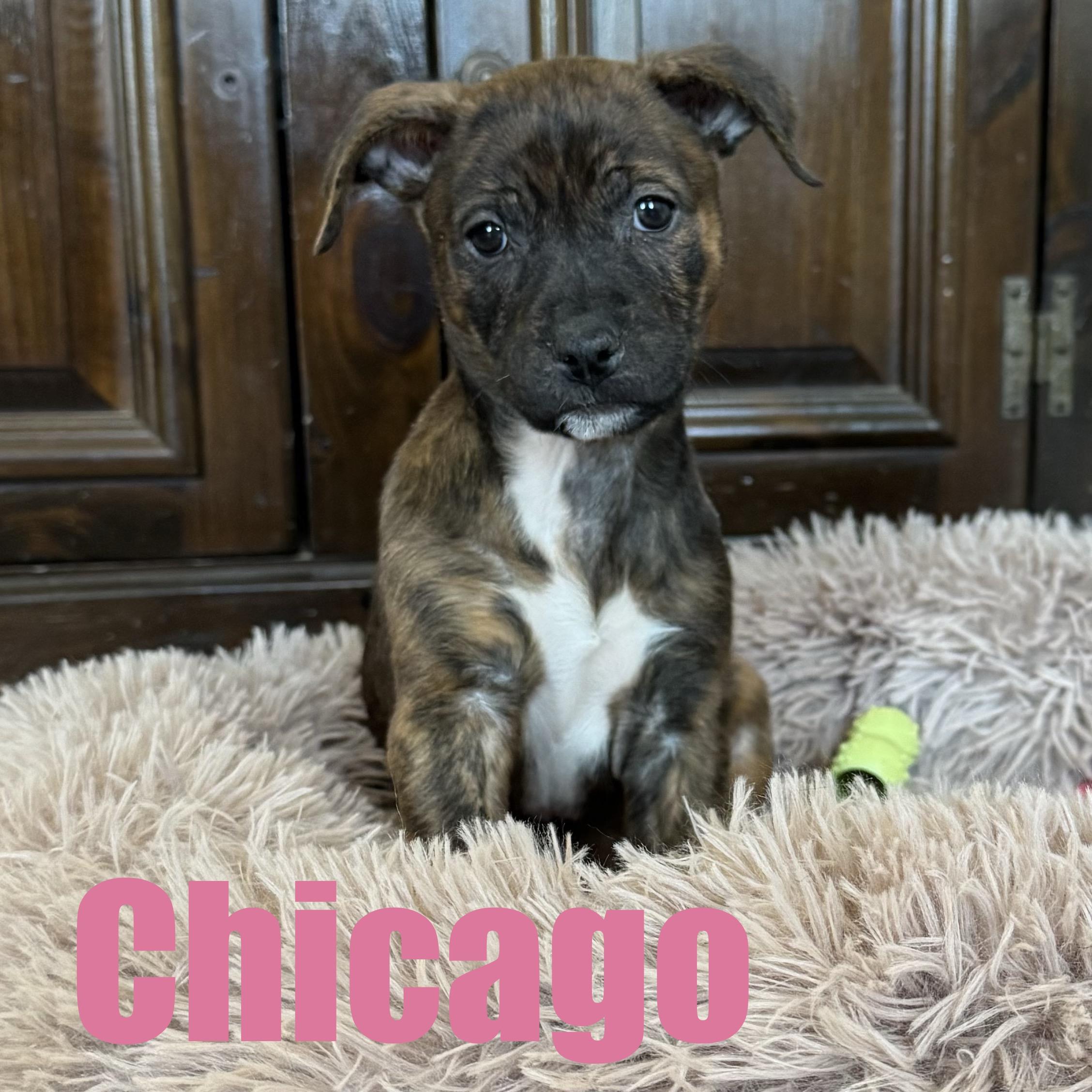 Enlarge Chicago, an adopted mixed breed in Ellicott City, MD image 2/5