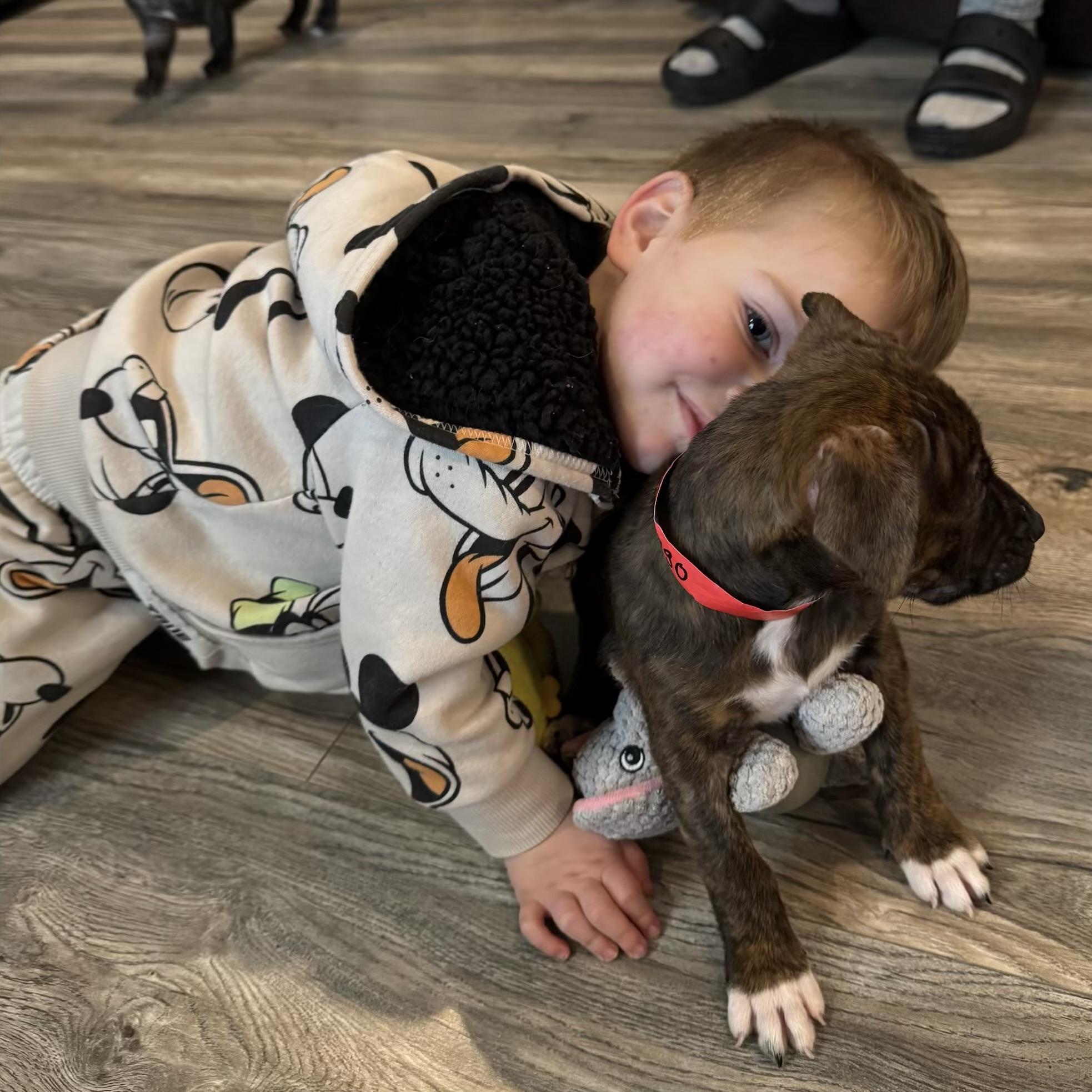 Enlarge Chicago, an adopted mixed breed in Ellicott City, MD image 4/5