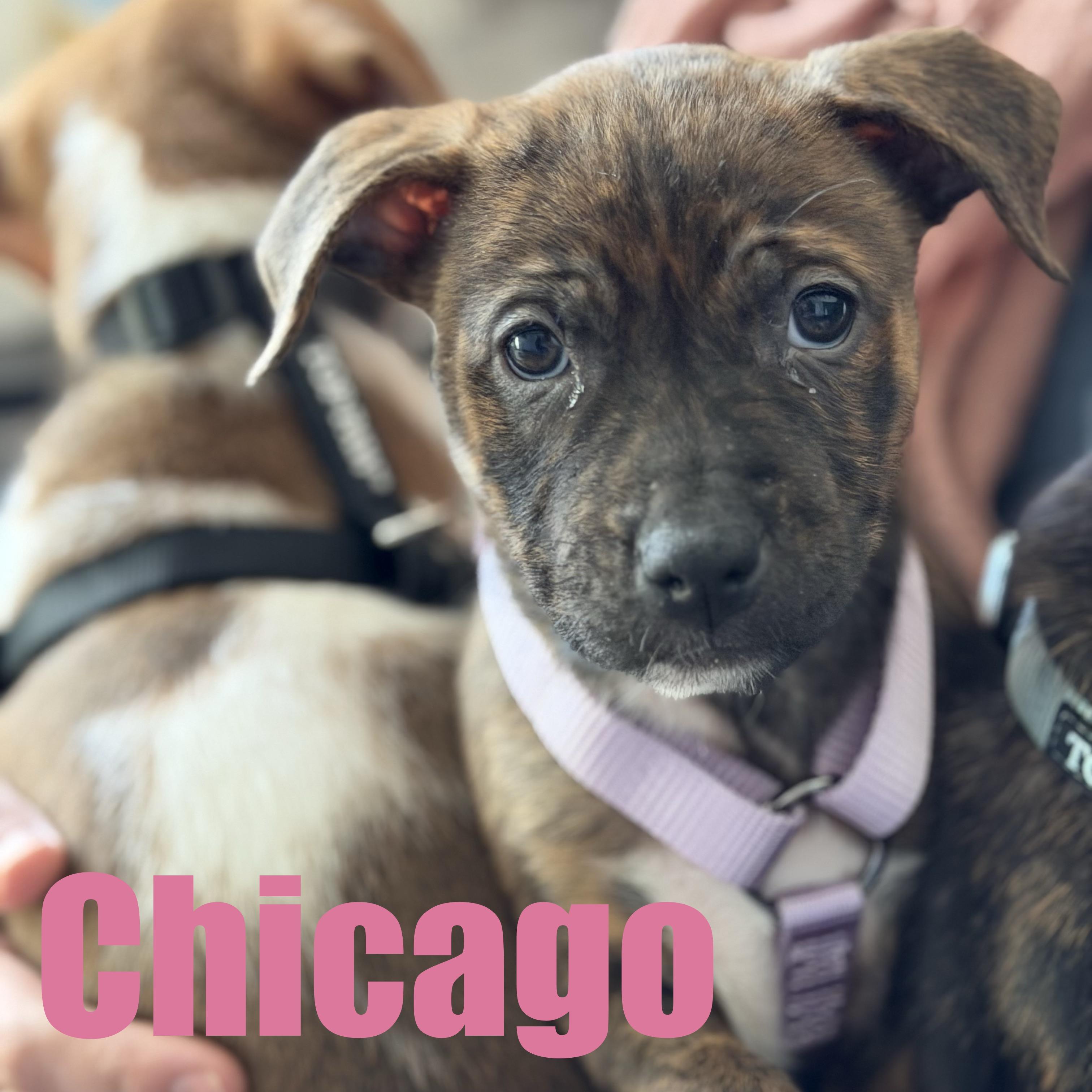 Enlarge Chicago, an adopted mixed breed in Ellicott City, MD image 1/5