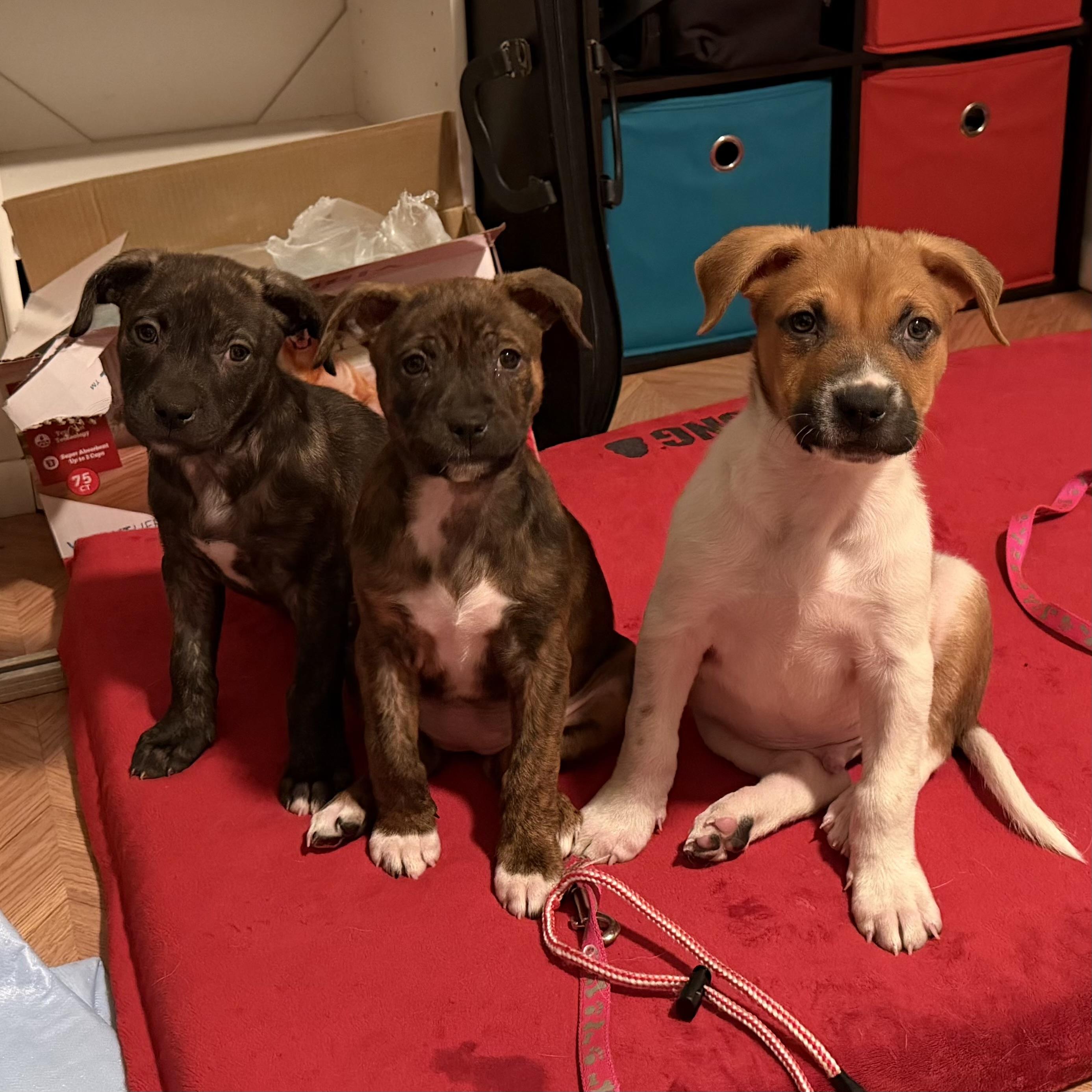 Enlarge Chicago, an adopted mixed breed in Ellicott City, MD image 5/5