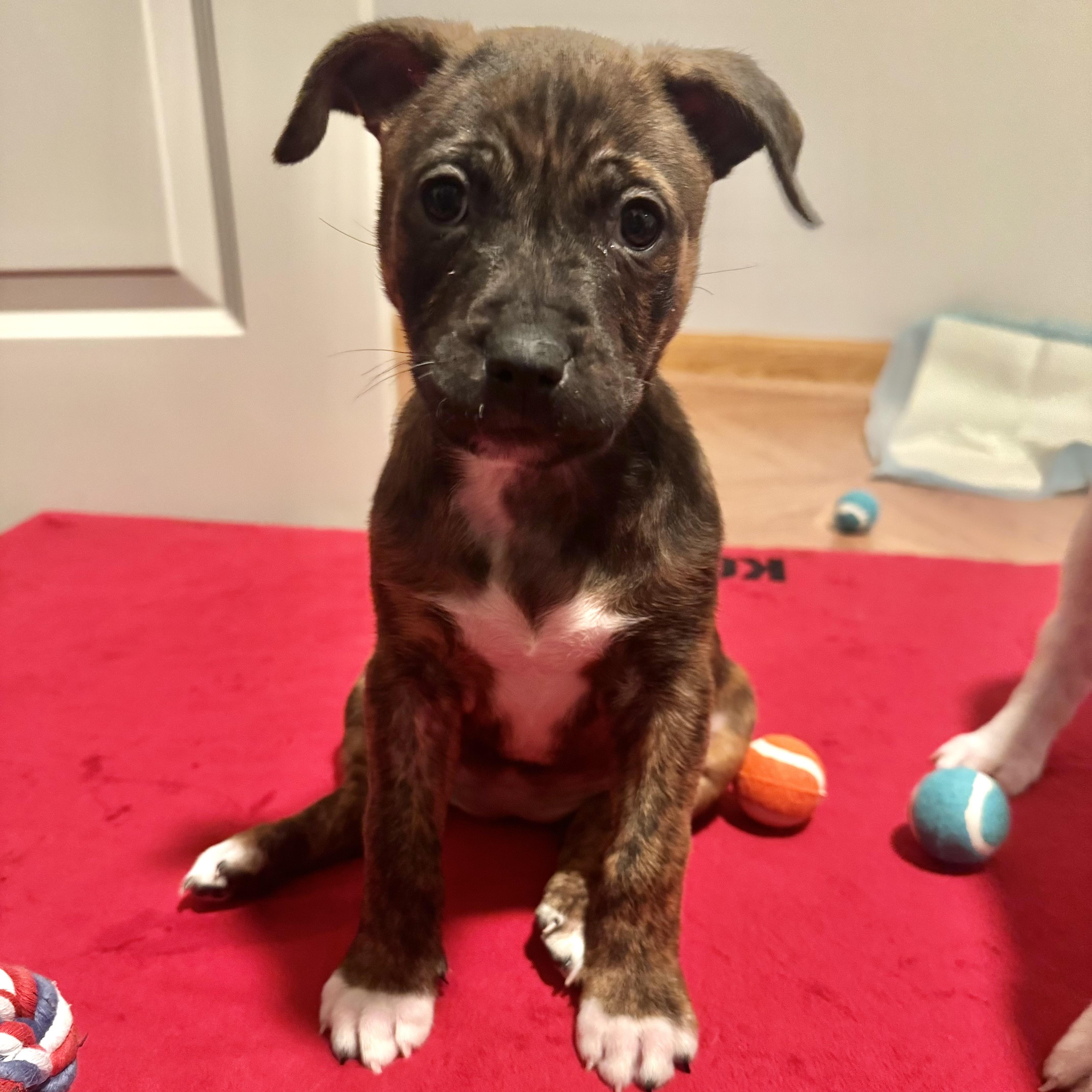 Enlarge Chicago, an adopted mixed breed in Ellicott City, MD image 3/5