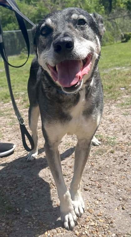 Doc, Adoptable, Adult Male Shepherd & Mixed Breed.