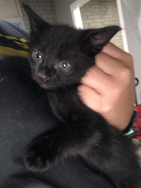 Michaelangelo, Adopted, Adult Male Domestic Short Hair.