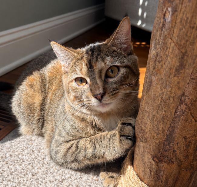 Enlarge POPPY, a Adoptable mixed breed in Louisville, TN image 2/4