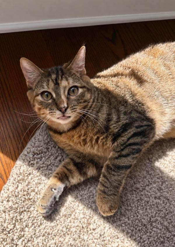 POPPY, Adoptable, Kitten Female Devon Rex & Domestic Short Hair.