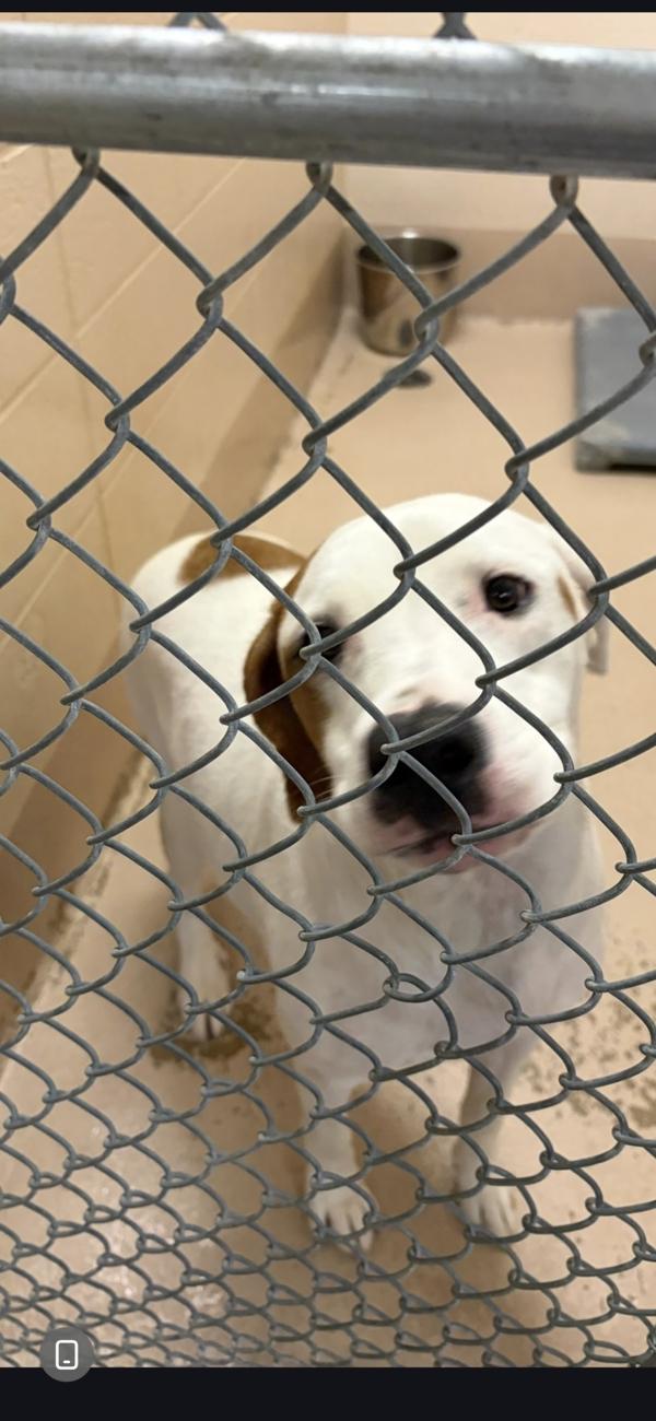 Pen 105 C Tiffany, Adoptable, Young Female Dogo Argentino.