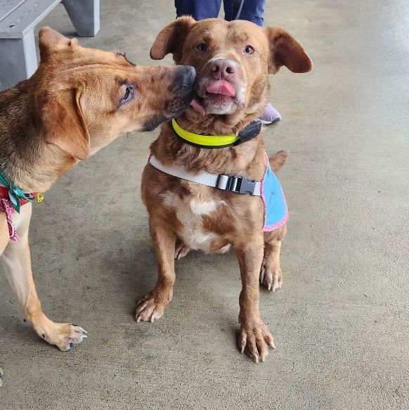 Pluto, Adopted, Adult Male Chesapeake Bay Retriever & Labrador Retriever.