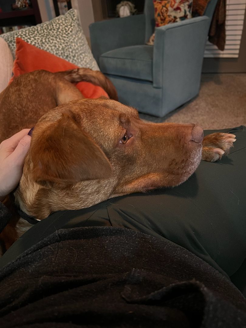 Enlarge Pluto, a Adopted mixed breed in Buford, GA image 2/5