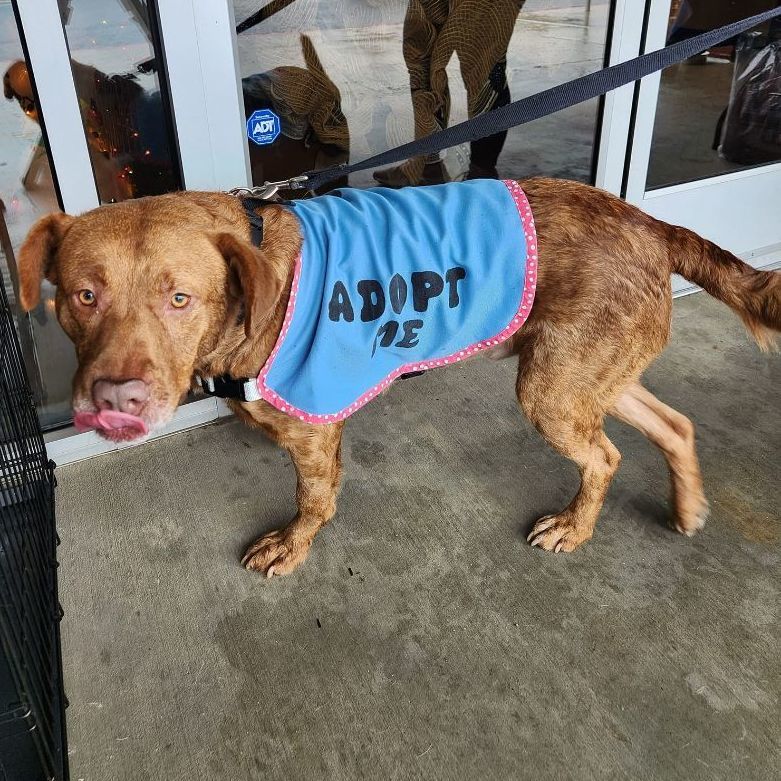 Enlarge Pluto, a Adopted mixed breed in Buford, GA image 3/5