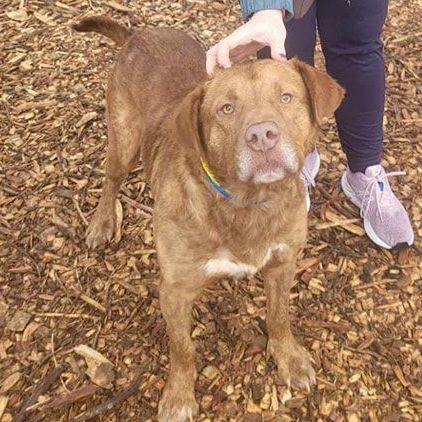 Enlarge Pluto, a Adopted mixed breed in Buford, GA image 4/5
