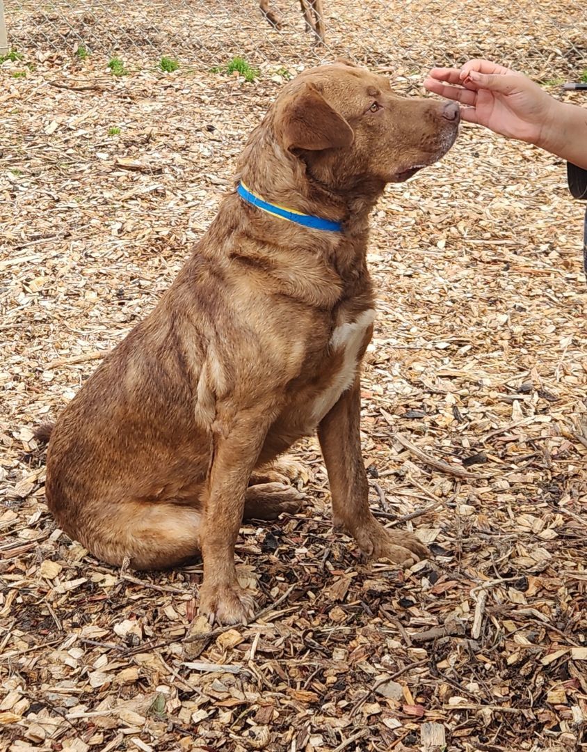 Enlarge Pluto, a Adopted mixed breed in Buford, GA image 5/5