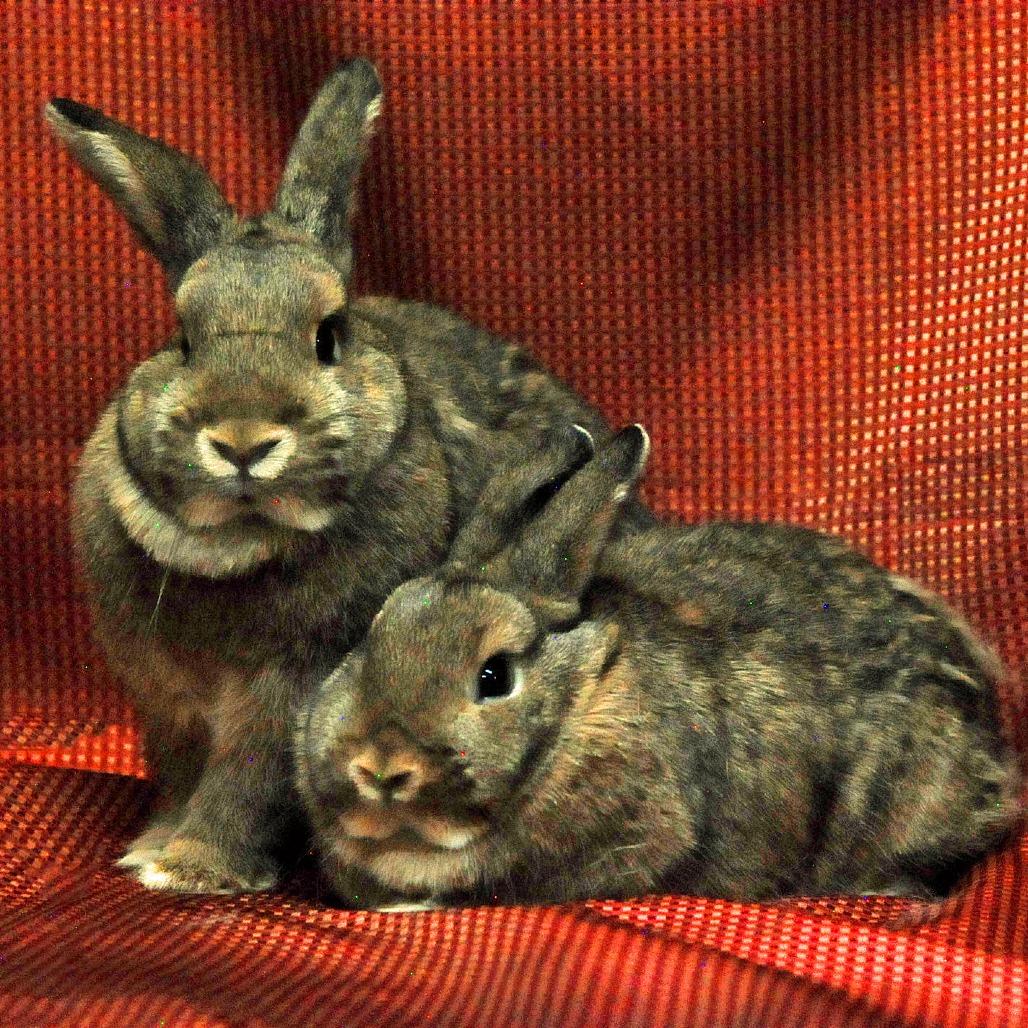 Enlarge Maple bonded with Spruce, a Adoptable mixed breed in Erie, CO image 1/1