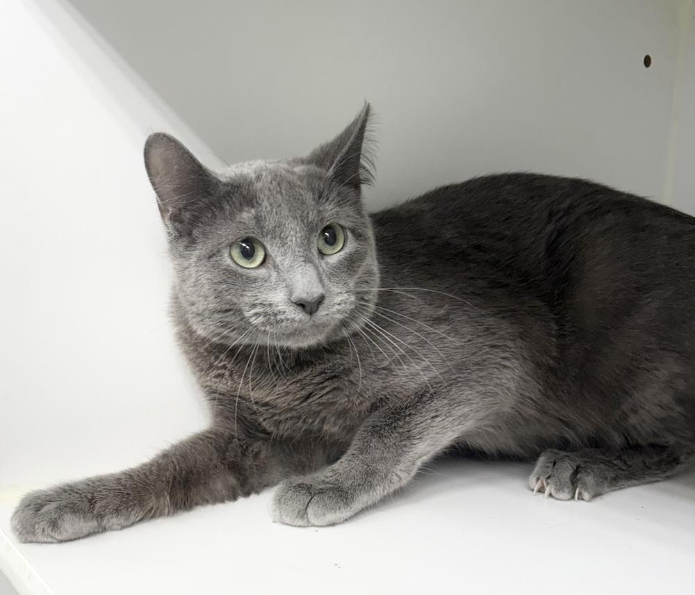 Silas, Adopted, Young Male Domestic Short Hair.
